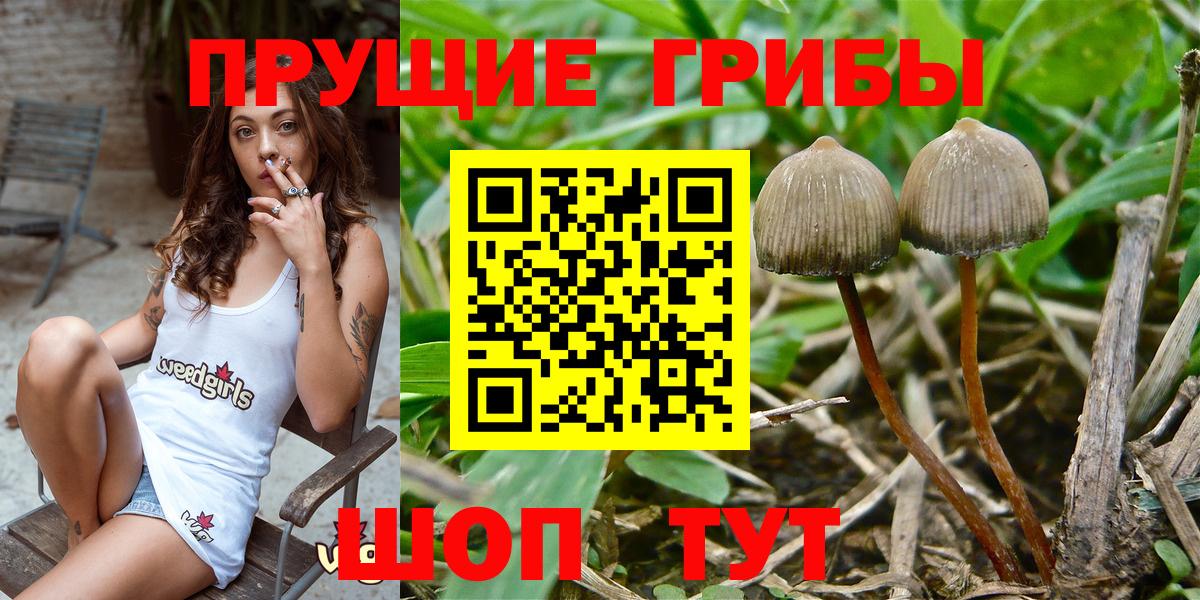 Псилоцибиновые грибы Psilocybe Котовск